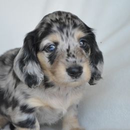Dachshund Puppies from Dreamheart Dachshunds