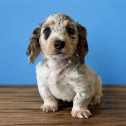 Tanner - Dapple male Dachshund puppy in Lincoln, Arkansas from Red Dirt Dachshunds