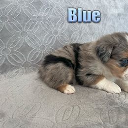 Miniature American Shepherd and Miniature Australian Shepherd Puppies from Regal Miniature American Shepherds | Regal Miniature Australian Shepherds