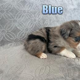 Miniature American Shepherd and Miniature Australian Shepherd Puppies from Regal Miniature American Shepherds | Regal Miniature Australian Shepherds