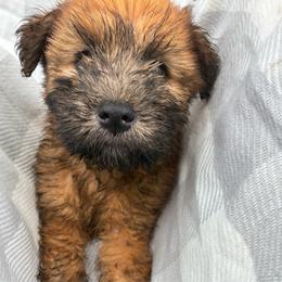Marcy - Wheaten female Soft Coated Wheaten Terrier puppy in Nokomis, Illinois from Windhill Wheatens