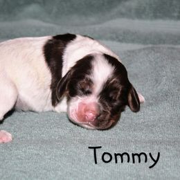 Tommy - Brown white and tan male Cocker Spaniel puppy in Perry, Arkansas from Parker's Cockapoos