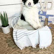 Bordoodle and Poodle Puppies from Swan Field Farms