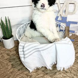 Bordoodle and Poodle Puppies from Swan Field Farms