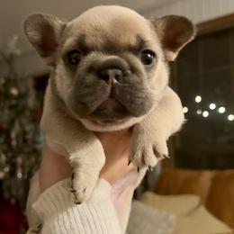 'Jr' Blue Fawn Boy (Sansa - Meeko) - Brindle male French Bulldog puppy in Gulf Breeze, Florida from SW Frenchies