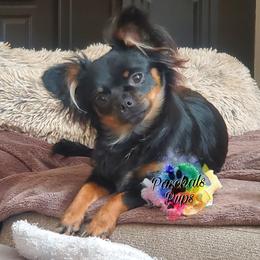 Sasha - Chihuahua