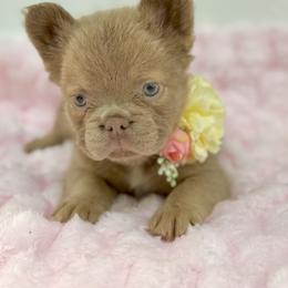 Buttercup - Fawn female French Bulldog puppy in Alexandria, Virginia from Boss Lady Kennel