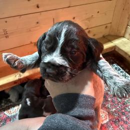 Girl 1 - Liver female German Wirehaired Pointer puppy in Mora, Minnesota from Reinberg Kennel