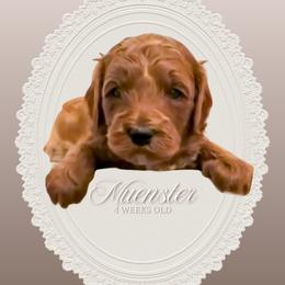 Muenster - Red  male Goldendoodle puppy in Garden Grove, California from Sunkissed Doodles