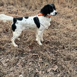 Junebug - English Springer Spaniel