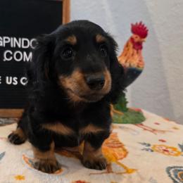 Jumanji 2,800 PRA clear - Black and tan male Dachshund puppy in Dade City, Florida from Kingpindoxies