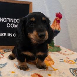 Jumanji 2,800 PRA clear - Black and tan male Dachshund puppy in Dade City, Florida from Kingpindoxies