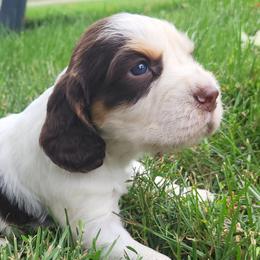 Cotton - Liver white and tan male English Springer Spaniel puppy in Derby, Vermont from Ledge N' Tree English Springer Spaniels
