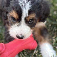 Australian Mountain Doodle Puppies from MB Livestock