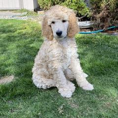 Poodle Puppies from Stylish Standards