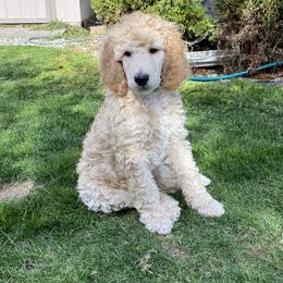 Poodle Puppies from Stylish Standards