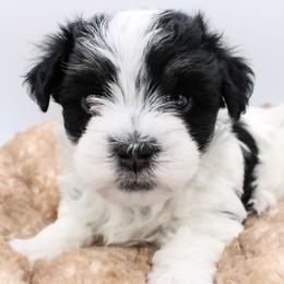 Patches - Black and white male Havanese puppy in Hendersonville, North Carolina from Grayfinn House