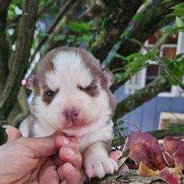 Ivy - Sable and white female Siberian Husky puppy in Springfield, Massachusetts from 16acreshuskies