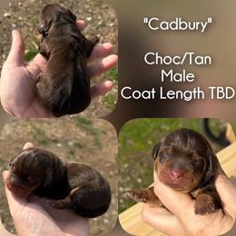 Cadbury - Chocolate and tan male Dachshund puppy in London, Kentucky from Steele Half Acre Homestead