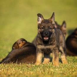 German Shepherd Puppies from Sommerfeld German Shepherds