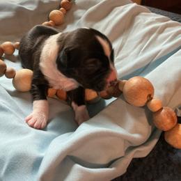 Nutmeg - Sable and white female Tibetan Terrier puppy in Virginia from Tripitaka