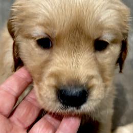 Prancer - Golden female Golden Retriever puppy in Seville, Ohio from Retriever Ranch