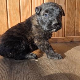 Hickory - Brindle male Bouvier des Flandres puppy in Drury, Missouri from Black Bears Critters