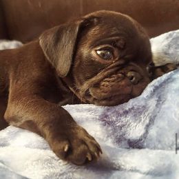 French Bulldog and Pug Puppies from AZPUGFRENCHIECONNECTION