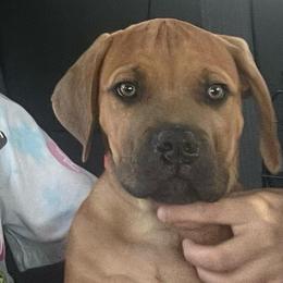Buford - Fawn male Cane Corso puppy in San Isidro, Texas from MTZCC Ranch, LLC