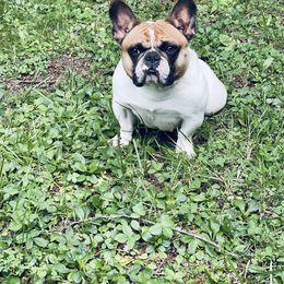 Dory - French Bulldog