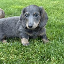Dachshunds from Ide's of March Dachshunds
