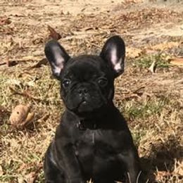 French Bulldog and Miniature Bull Terrier Puppies from Dogs of Dyhar