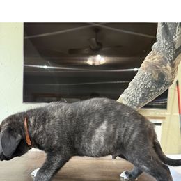 Mr. Orange - Brindle male Anatolian Shepherd Dog puppy in Ozark, Missouri from Swan Falls Farm