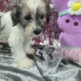 Venus - Parti female Miniature Schnauzer puppy in Neosho, Missouri from Cooley's Cuddle Pups