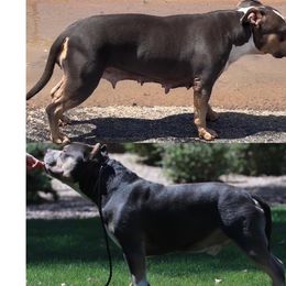 American Bully Puppies from Forgiati American Bullies