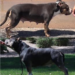 American Bully Puppies from Forgiati American Bullies