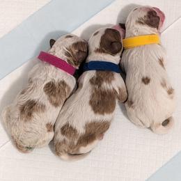 Cavapoo puppies from Crystal Coast Cavapoodles