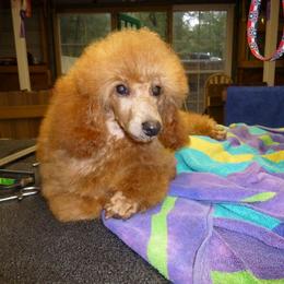 Poodle Puppies from Shiann Poodles