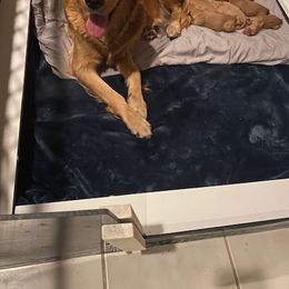 Golden Retriever Puppies from Golden Star Ranch