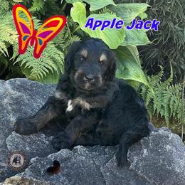 Apple Jack - Phantom male Bernedoodle puppy in Banner Elk, North Carolina from Walnut Tree Bernedoodles
