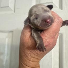 Sprout - Gray (blue) male Dachshund puppy in Knoxville, Tennessee from East TN Dachshunds