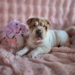 Tiramisu - White female Chinese Shar-Pei puppy in Rome, Pennsylvania from Maynard Hills Chinese Sharpeis