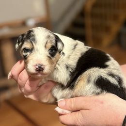 Gala - Blue merle female Australian Shepherd puppy in Oshawa, Minnesota from Cattail Ridge Australian Shepherds