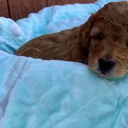 German Shorthaired Pointer and Labradoodle Puppies from Faddis Family Farms