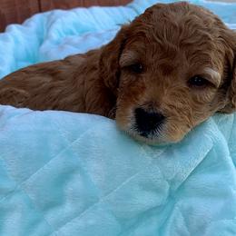 German Shorthaired Pointer and Labradoodle Puppies from Faddis Family Farms