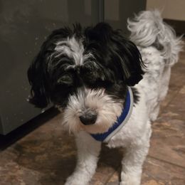 Havanese and Morkies from Weiss's Puppies