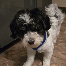 Havanese and Morkies from Weiss's Puppies