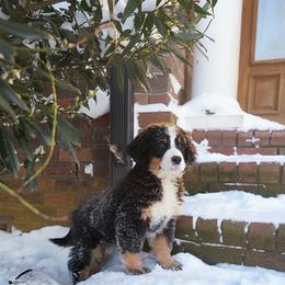 Bernese Mountain Dog and Golden Retriever Puppies from Bunn Ranch Goldens & Bernese