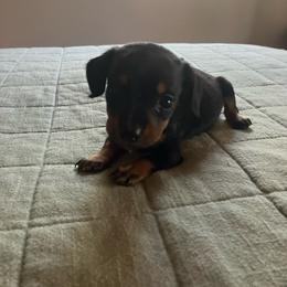 Trapper - Black and tan male Dachshund puppy in Brave, Pennsylvania from Maple Moon Mini Dachshunds