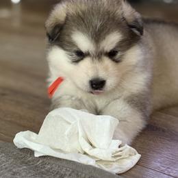 Alaskan Malamute Puppies from Alpenglow Alaskan Malamutes